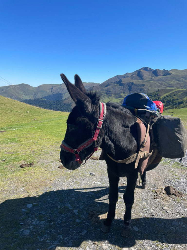 Yoga et ânes - Pyrénées - Septembre 2021 - Un âne durant la randonnée